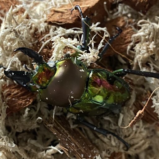 ニジイロクワガタ
