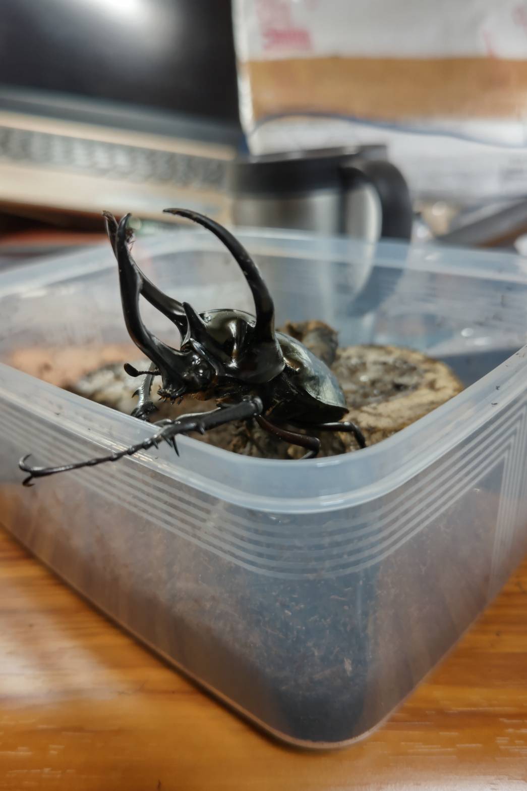 アトラスオオカブト