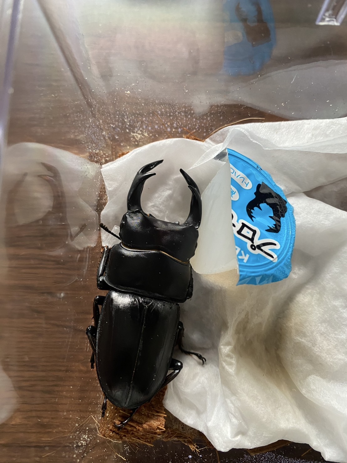 オオクワガタ