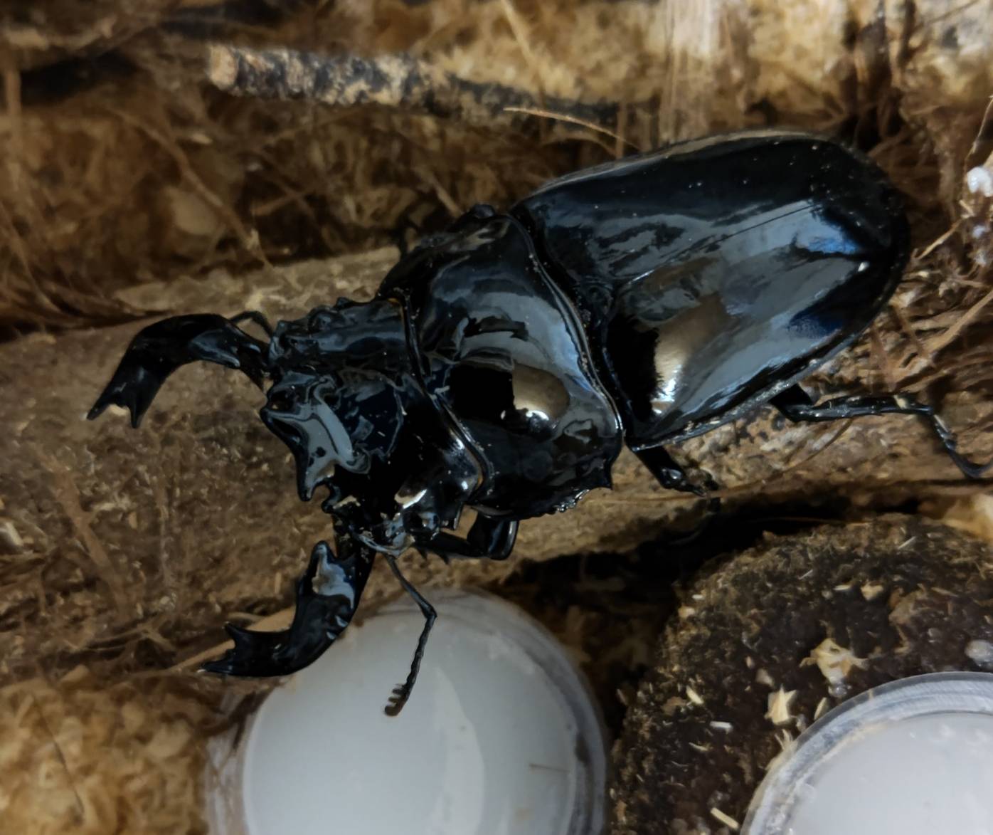 タランドゥスオオツヤクワガタ
